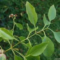 Santalum album L.